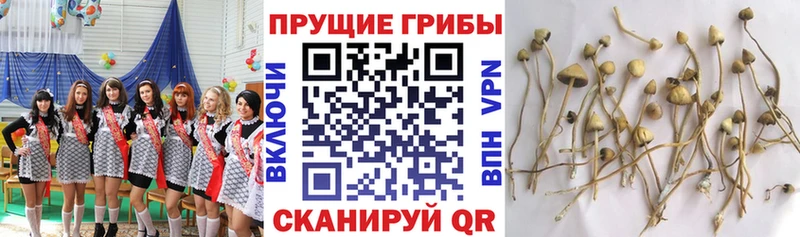 Псилоцибиновые грибы ЛСД Байкальск